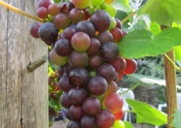 Druivenranken in de tuin