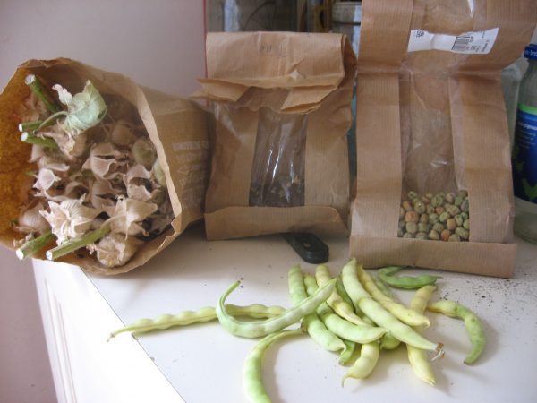 zadenoogst-2018-5-e1535098593717