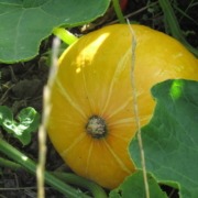 Pompoenen in de herfst