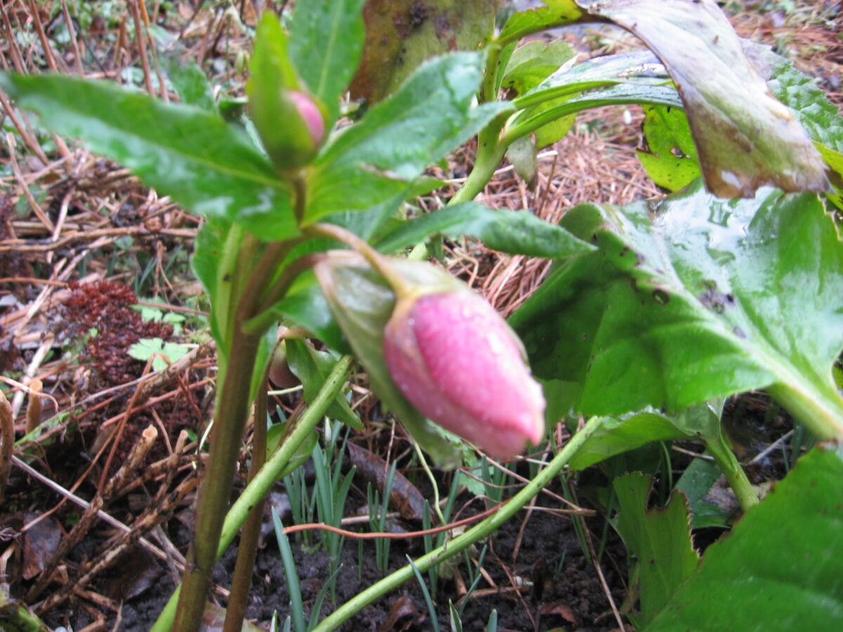 helleborus winter