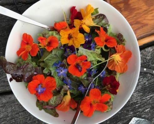 Bloemen van Oost-indische kers als aanvulling op je salade