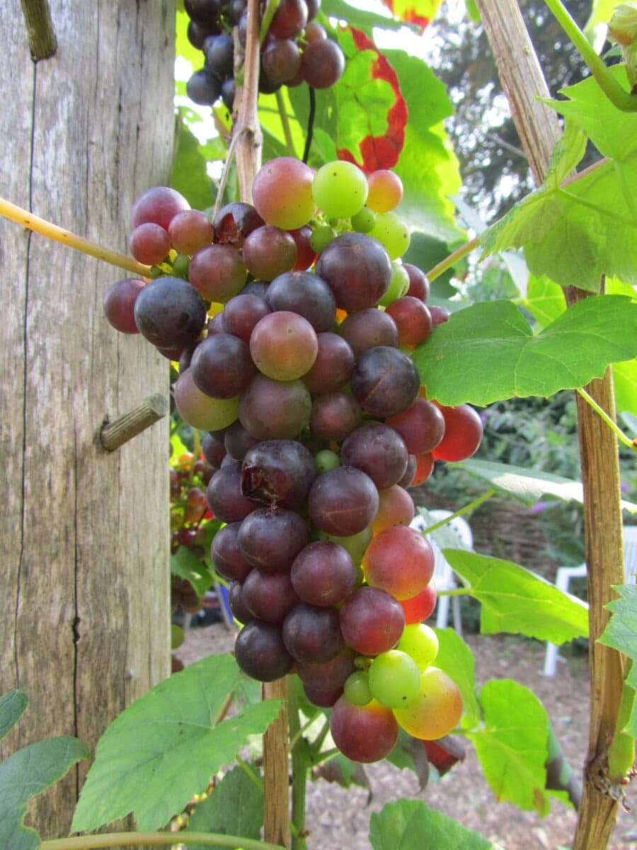 Klimaatverandering op zijn best, we oogsten veel druiven