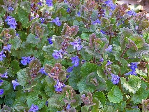 Glechoma_hederacea,_Hondsdraf_(3) Hondsdraf