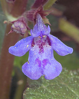bloem hondsdraf
