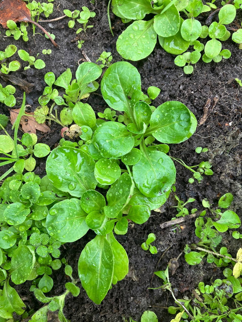 Veldsla in de perma-tuin van Roeach te Joure