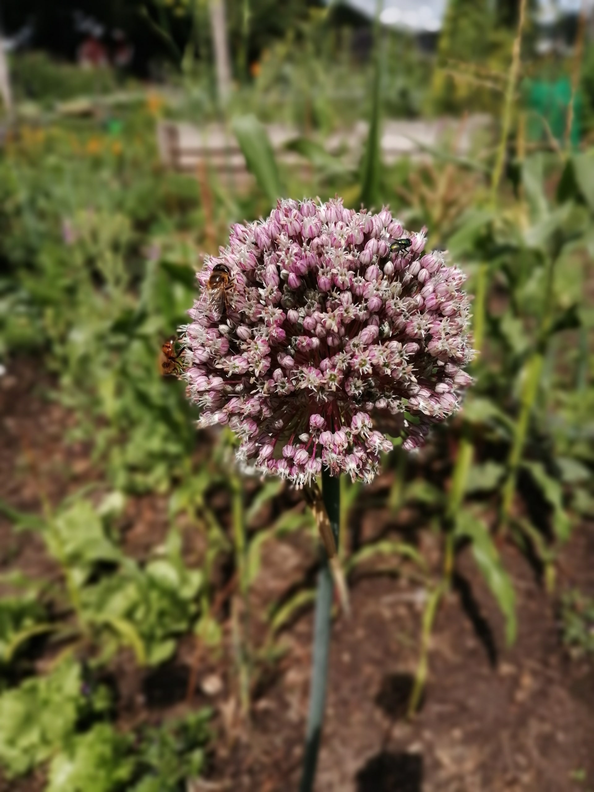 een bloeiende ui in onze tuin