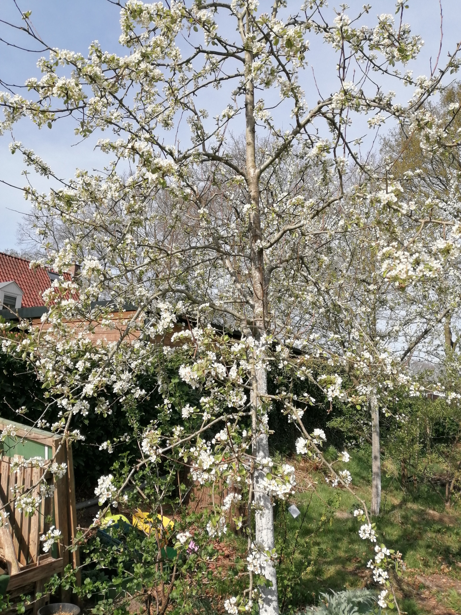 stoofpeer Saint remy