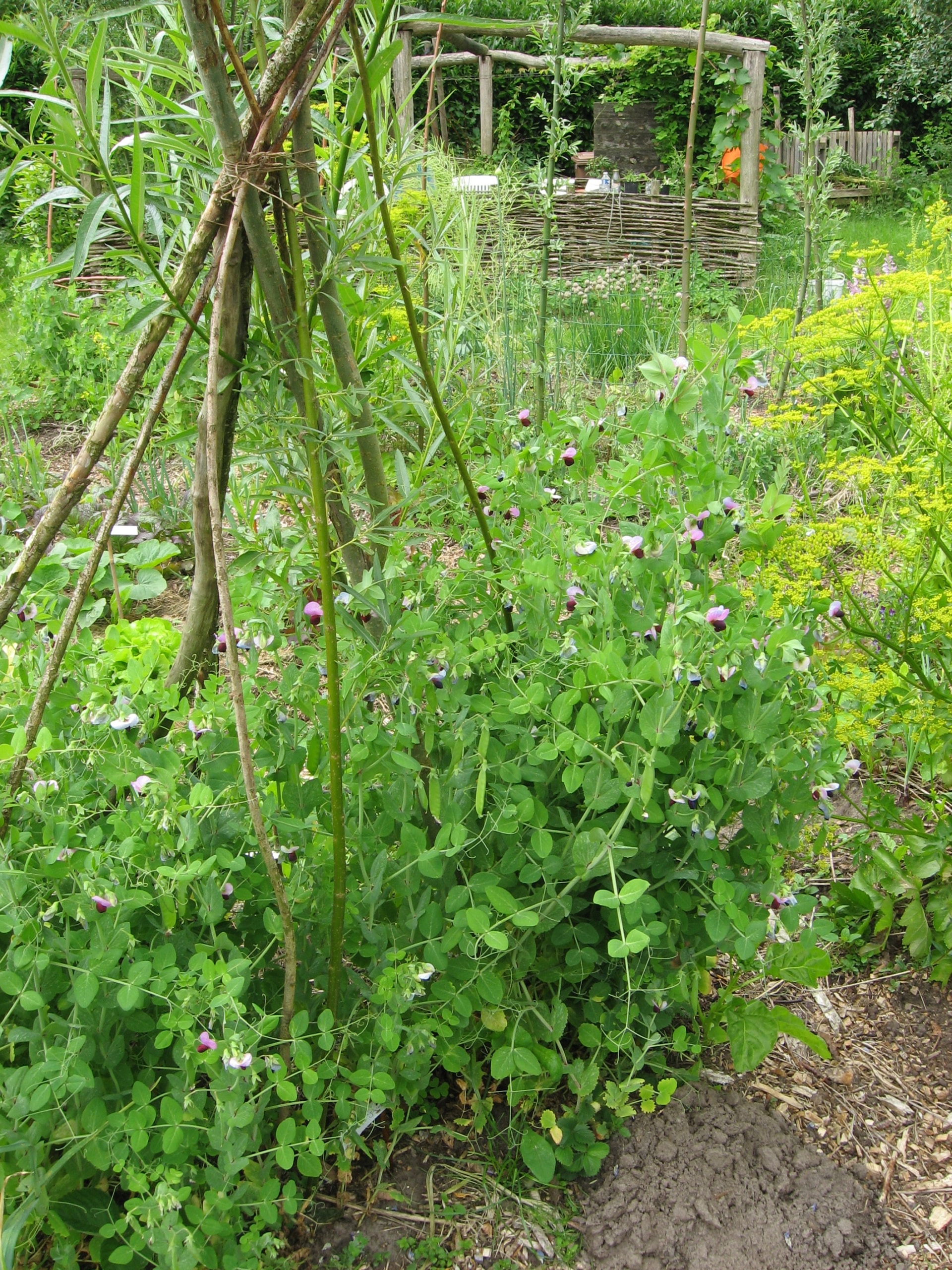 peulen oogsten permatuin roeach