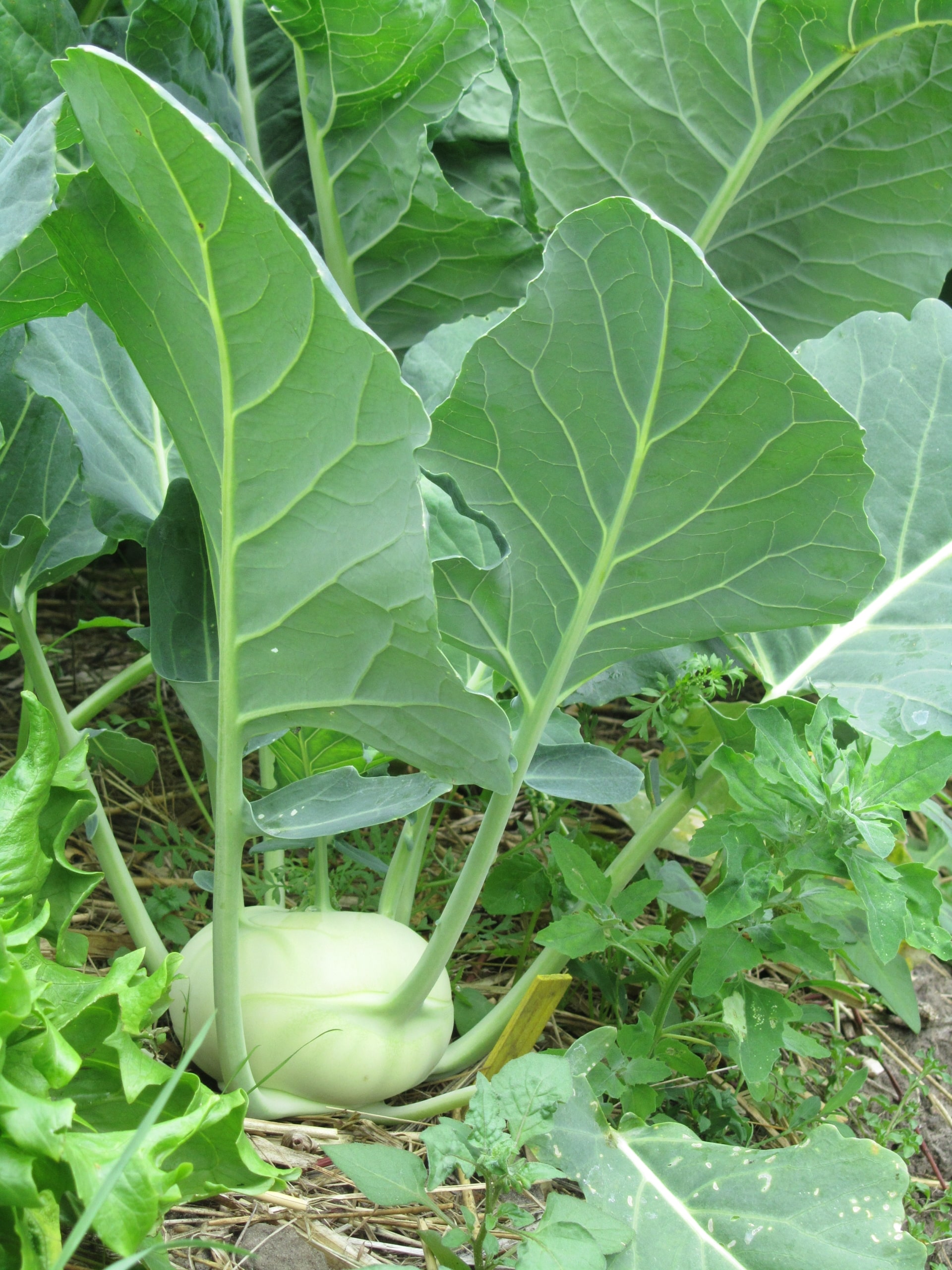 Koolrabi geschiedenis permatuin roeach